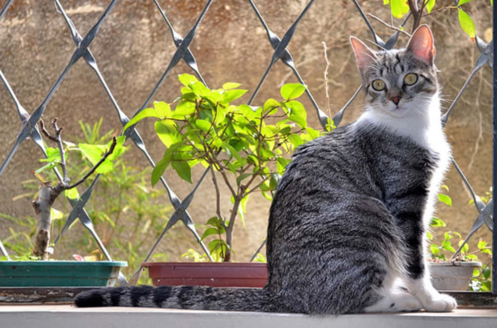 Elegant Brazilian Shorthair Cat Posing on a Table Wallpaper