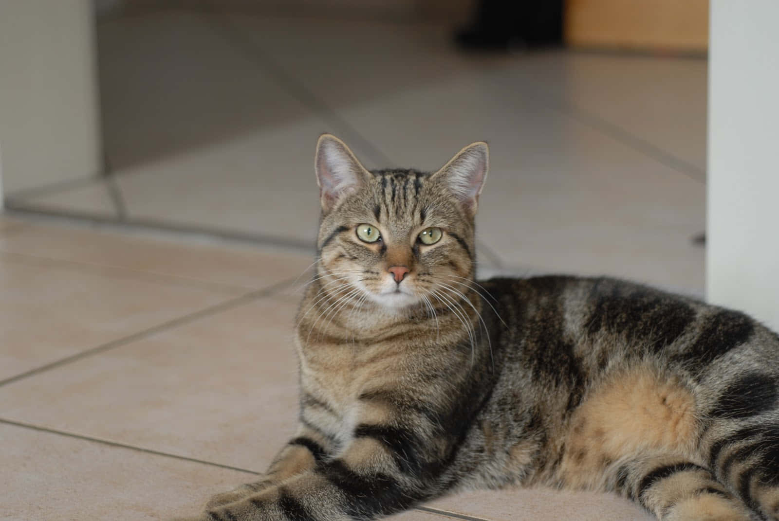Elegant Brazilian Shorthair Cat Lounging at Home Wallpaper