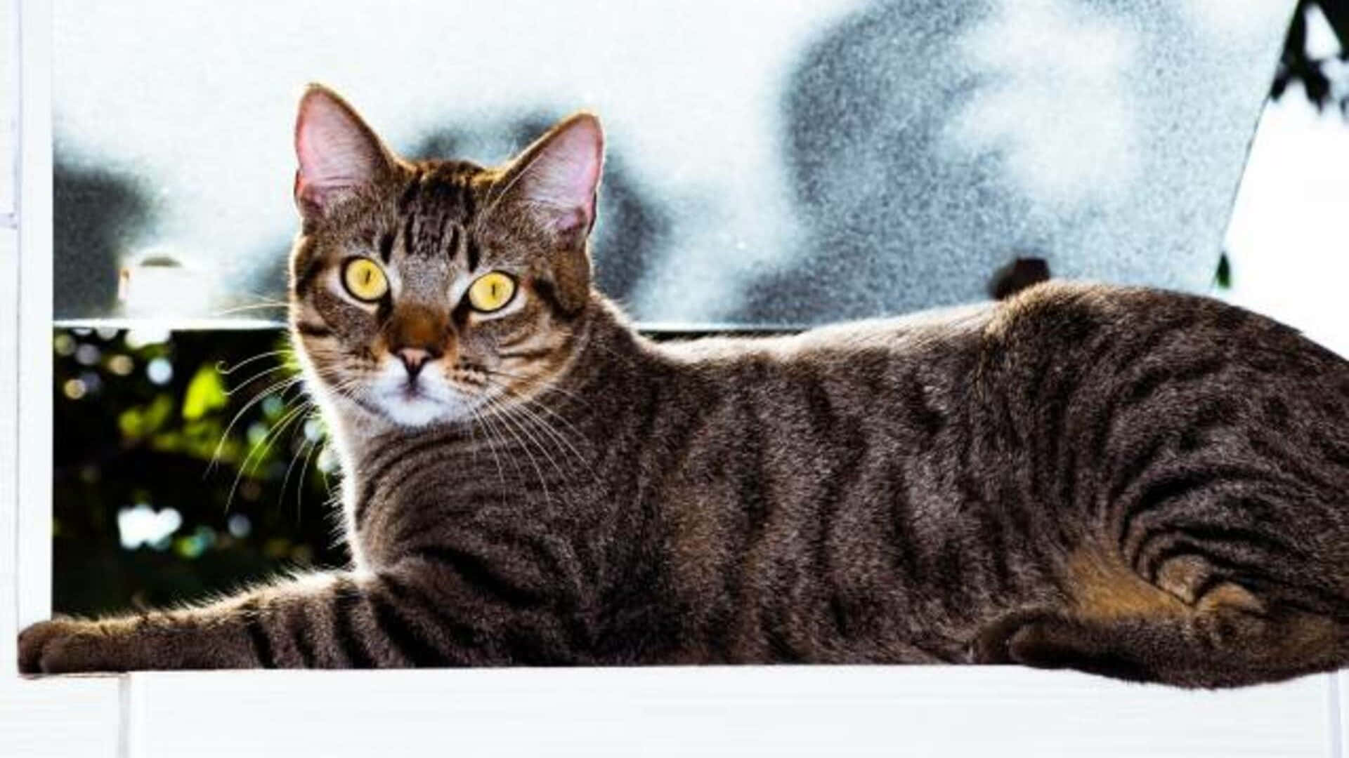 Kucing Shorthair Brasil Yang Elegan Bersantai Di Meja Wallpaper