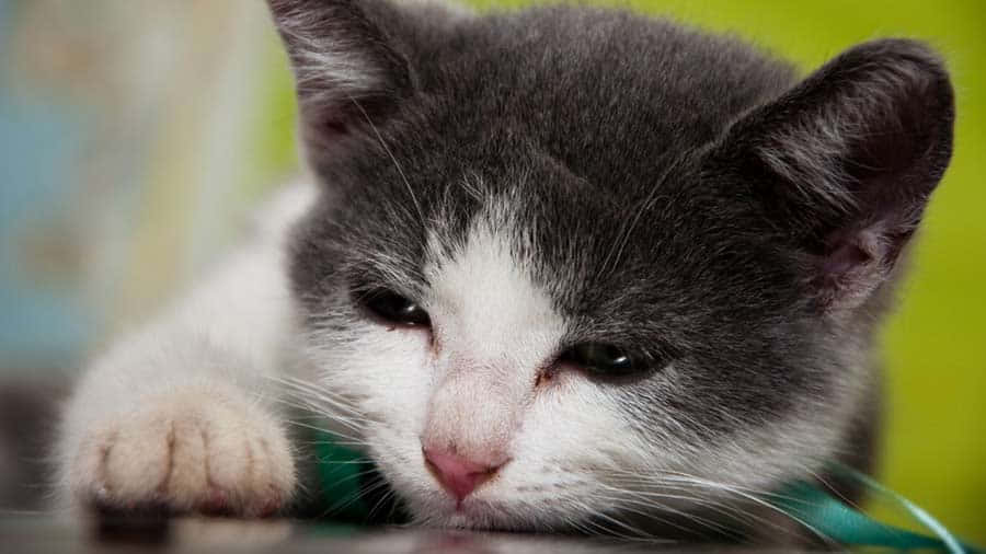 Elegant Brazilian Shorthair cat lounging on a cozy couch Wallpaper