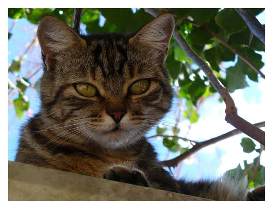 Unelegante Gato Brasileño De Pelo Corto Sentado En El Suelo Fondo de pantalla