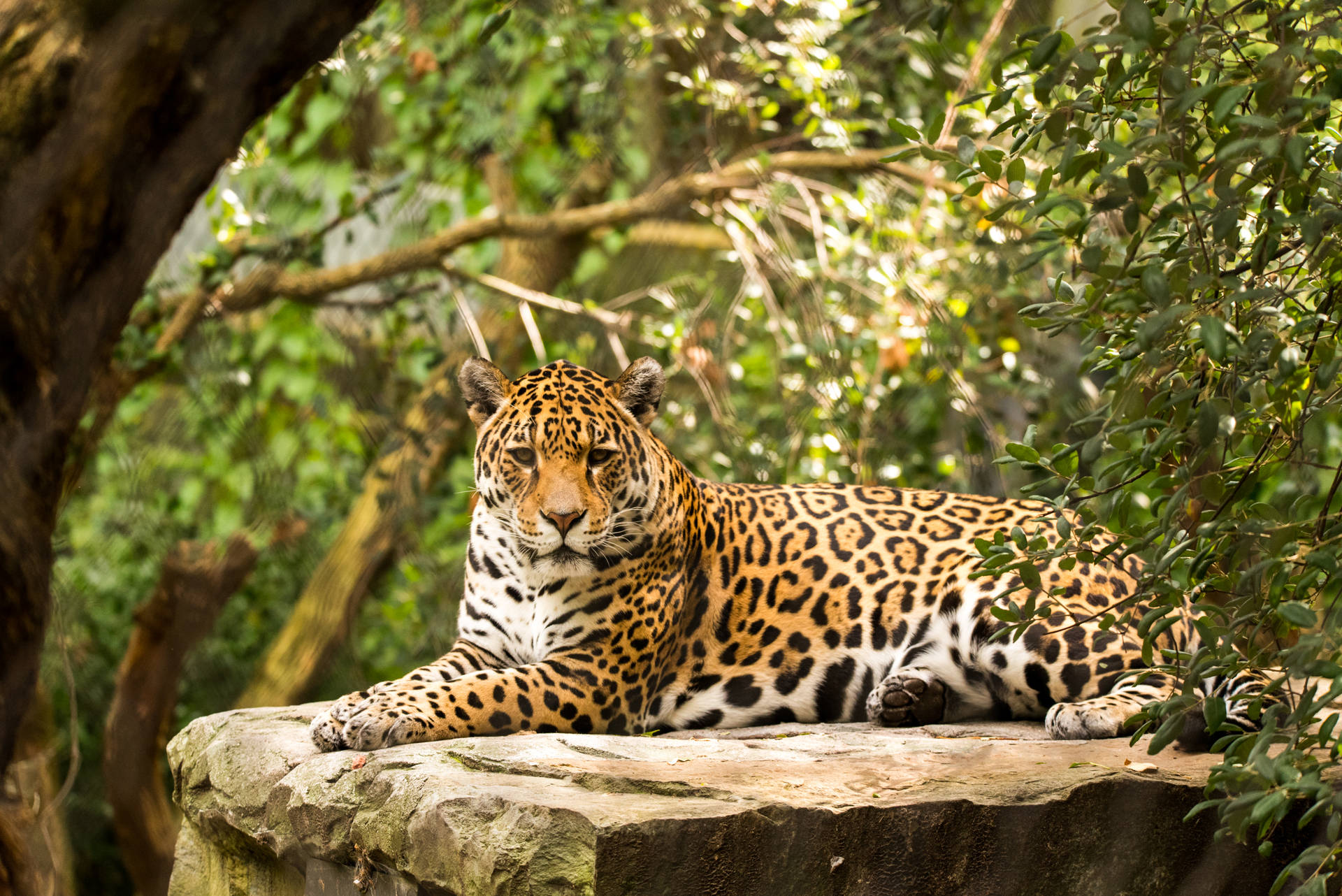 Brazillian Jaguar Background