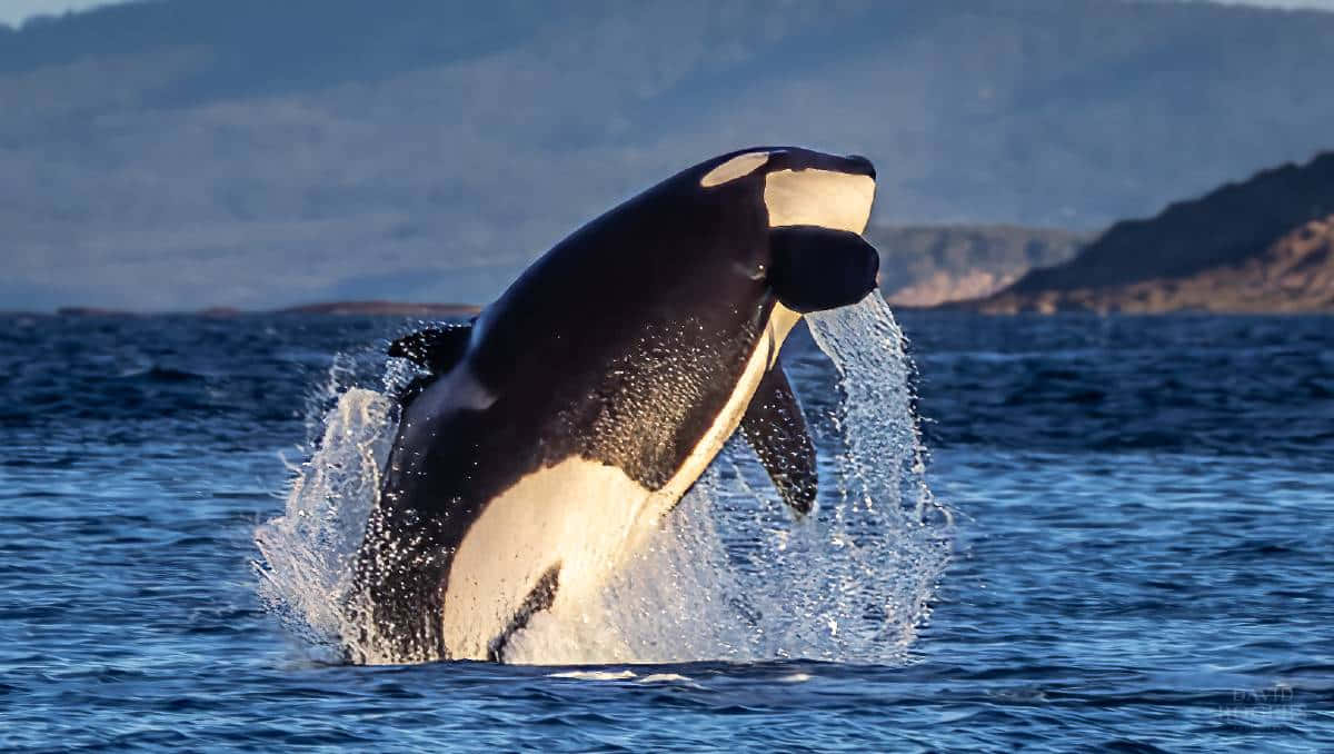 Spectacle D'orque Émergeant Dans L'océan Fond d'écran