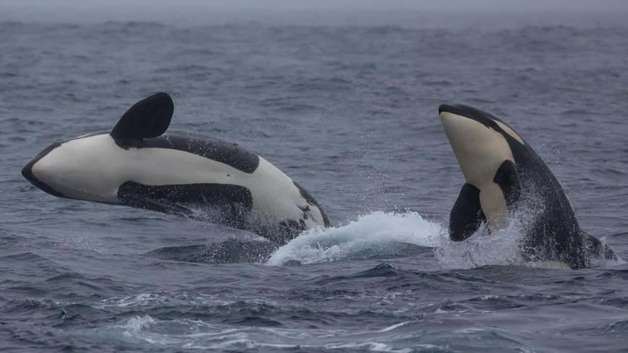 Download Breaching Orca Pair Wallpaper | Wallpapers.com