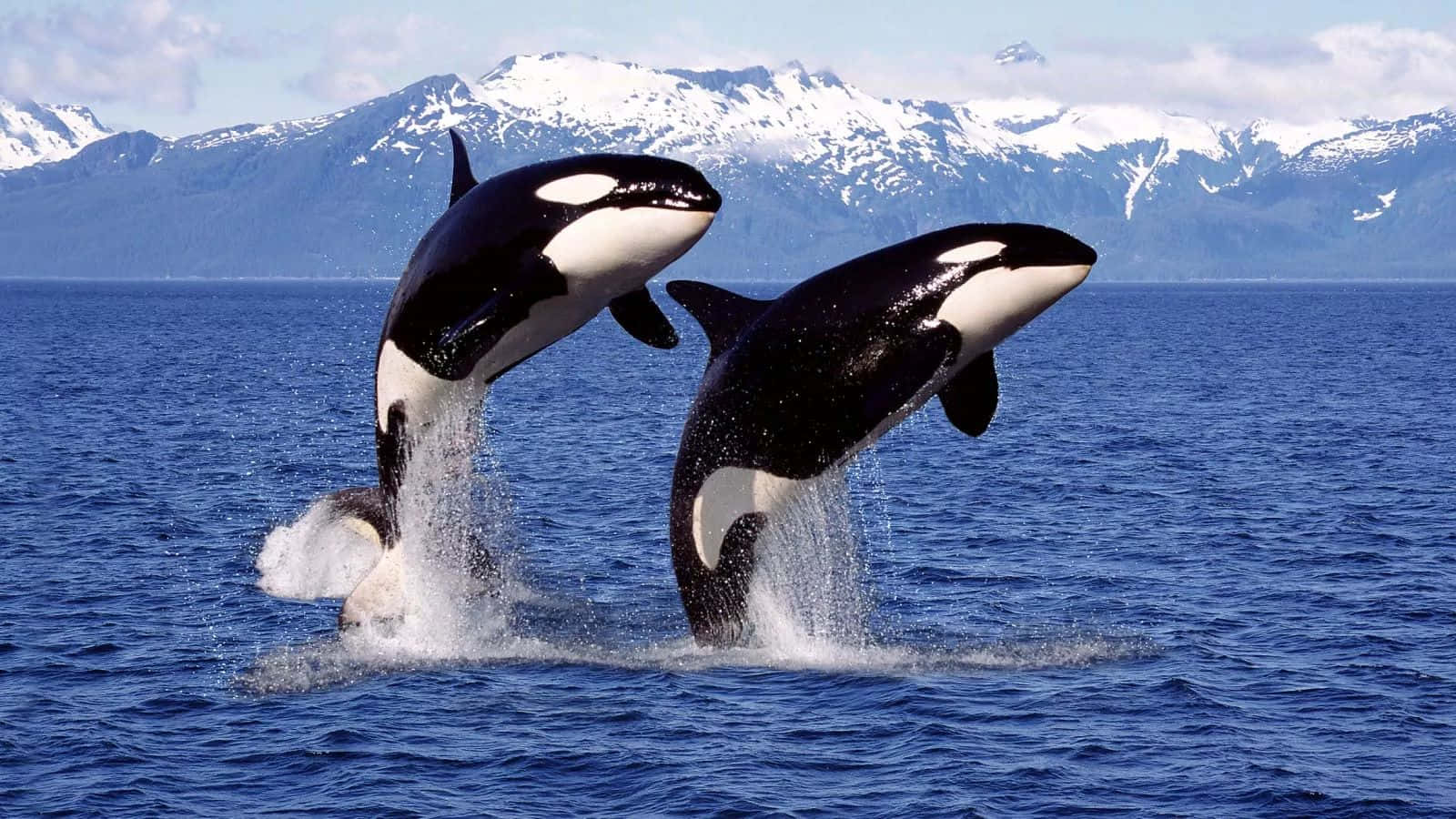 Breaching Orca Whaleswith Mountain Backdrop Wallpaper