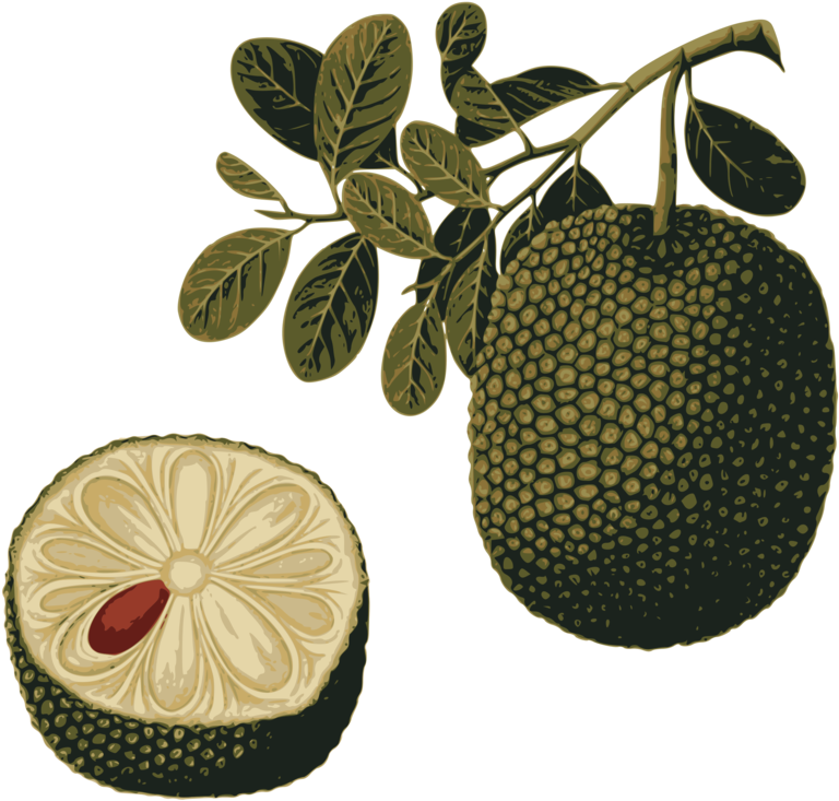 Breadfruit Branchand Cross Section Illustration PNG