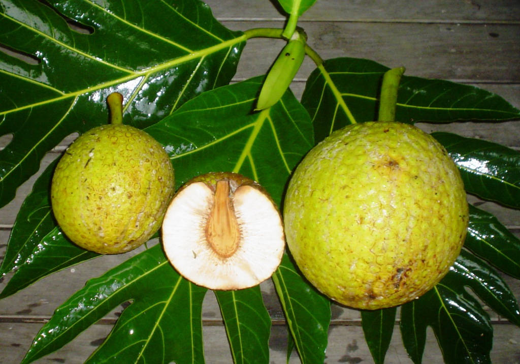 Breadfruit Different Sizes Wallpaper