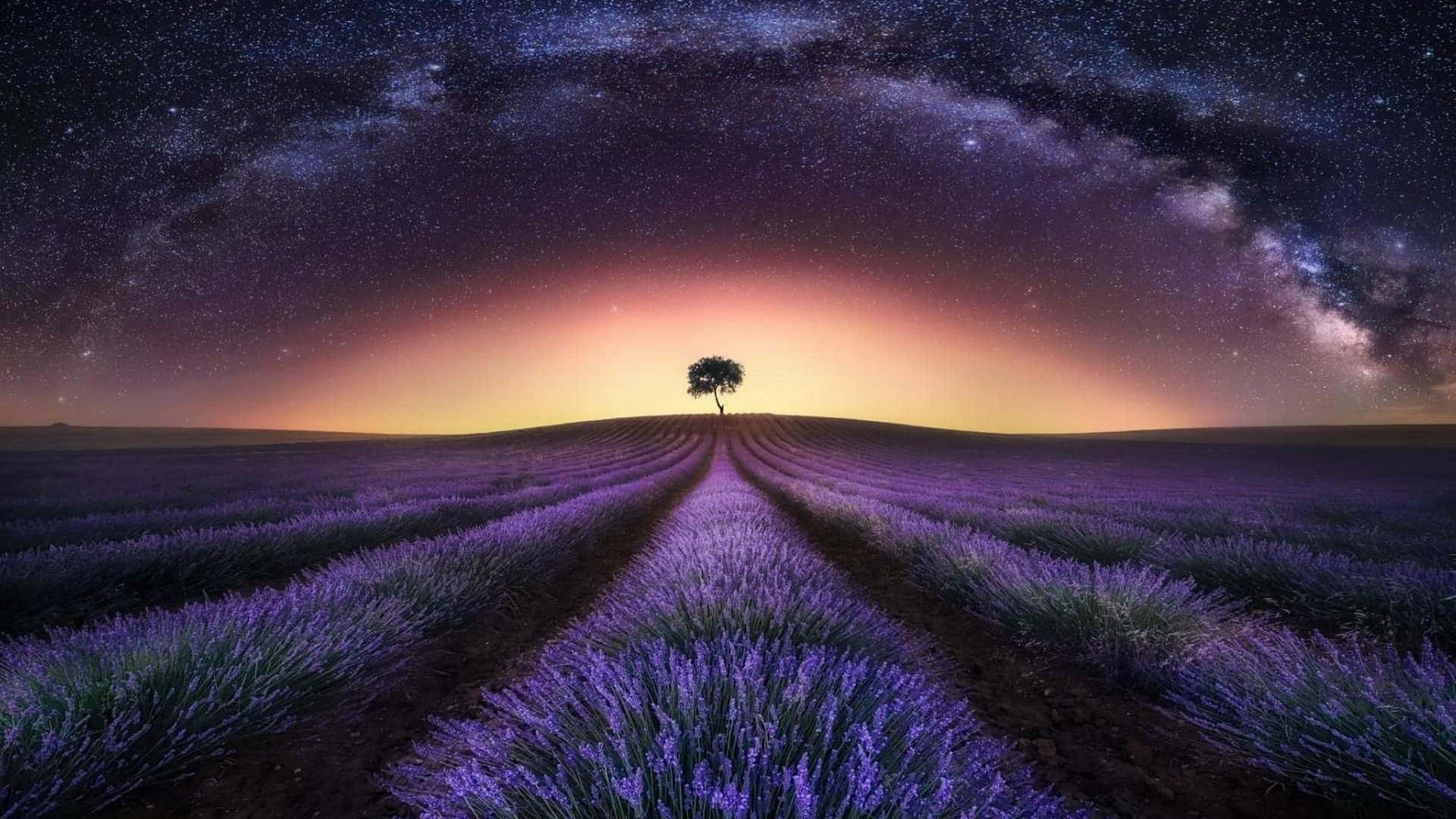 Break Of Dawn At A Lavender Field Wallpaper