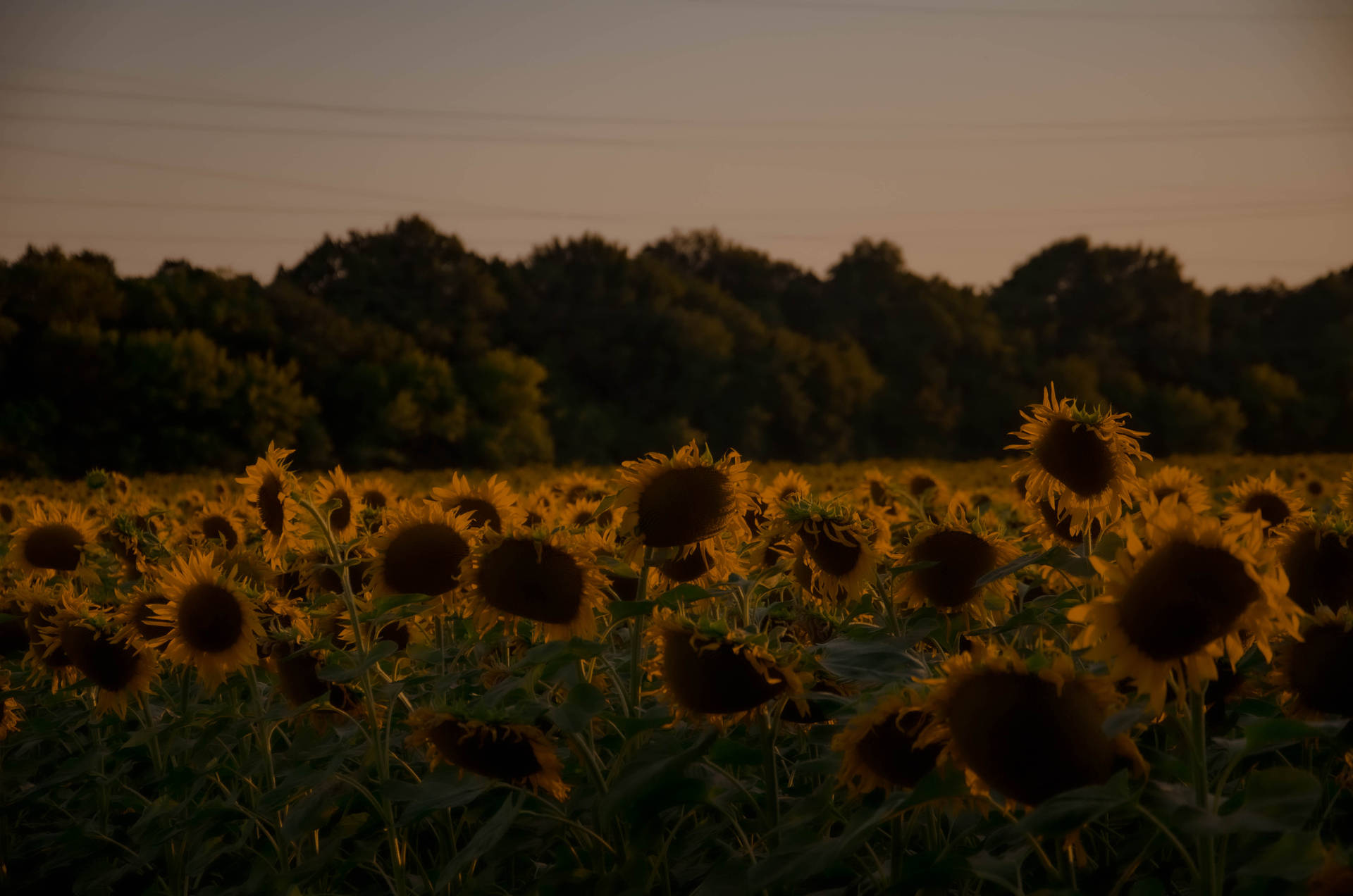 Breathtaking Field Of Sunflower Aesthetic Wallpaper