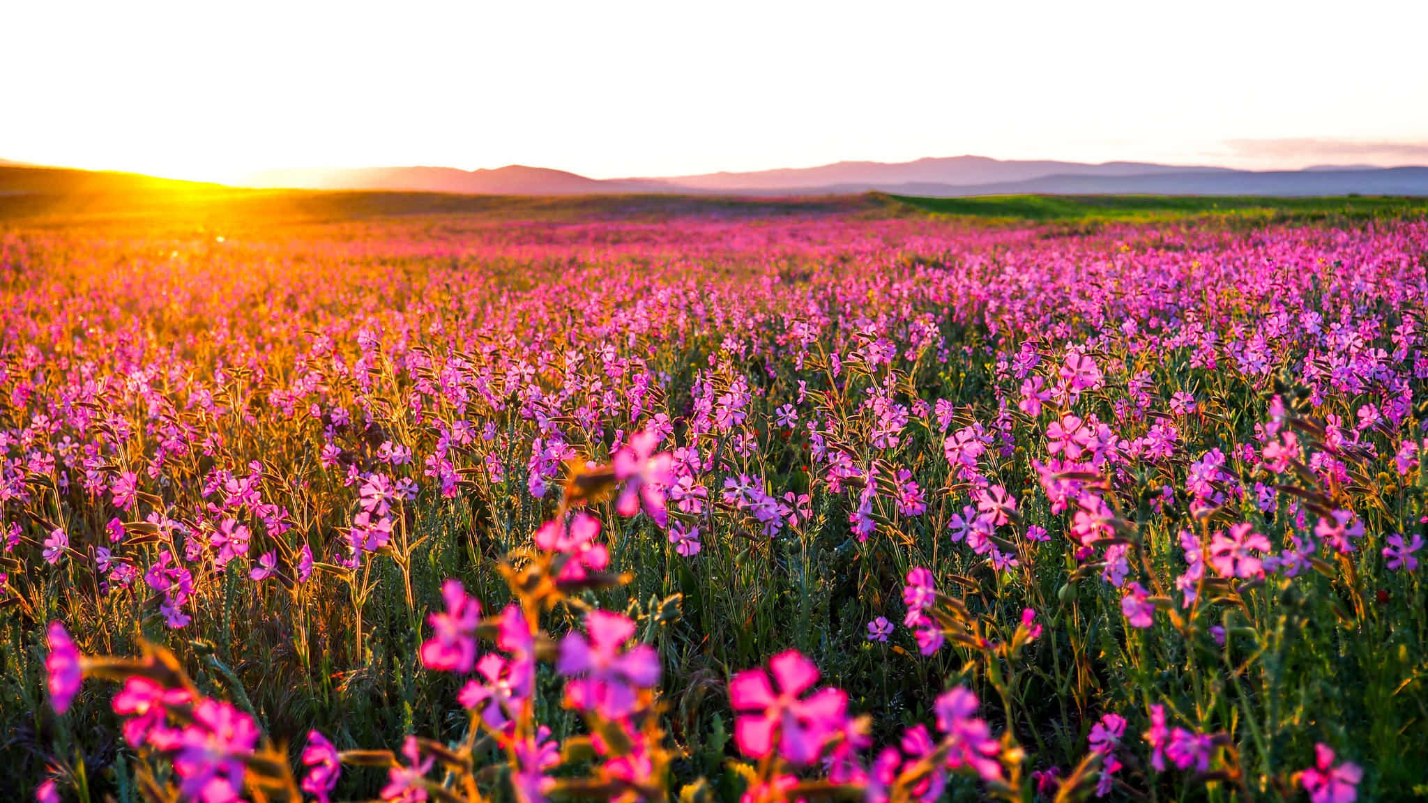 Breathtaking Flower Landscape At Sunset Wallpaper