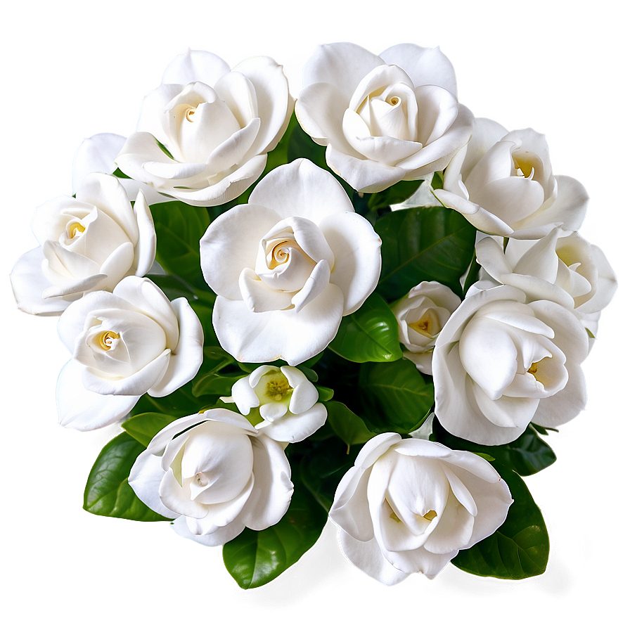 Breathtaking Gardenia Png Tuj91 PNG
