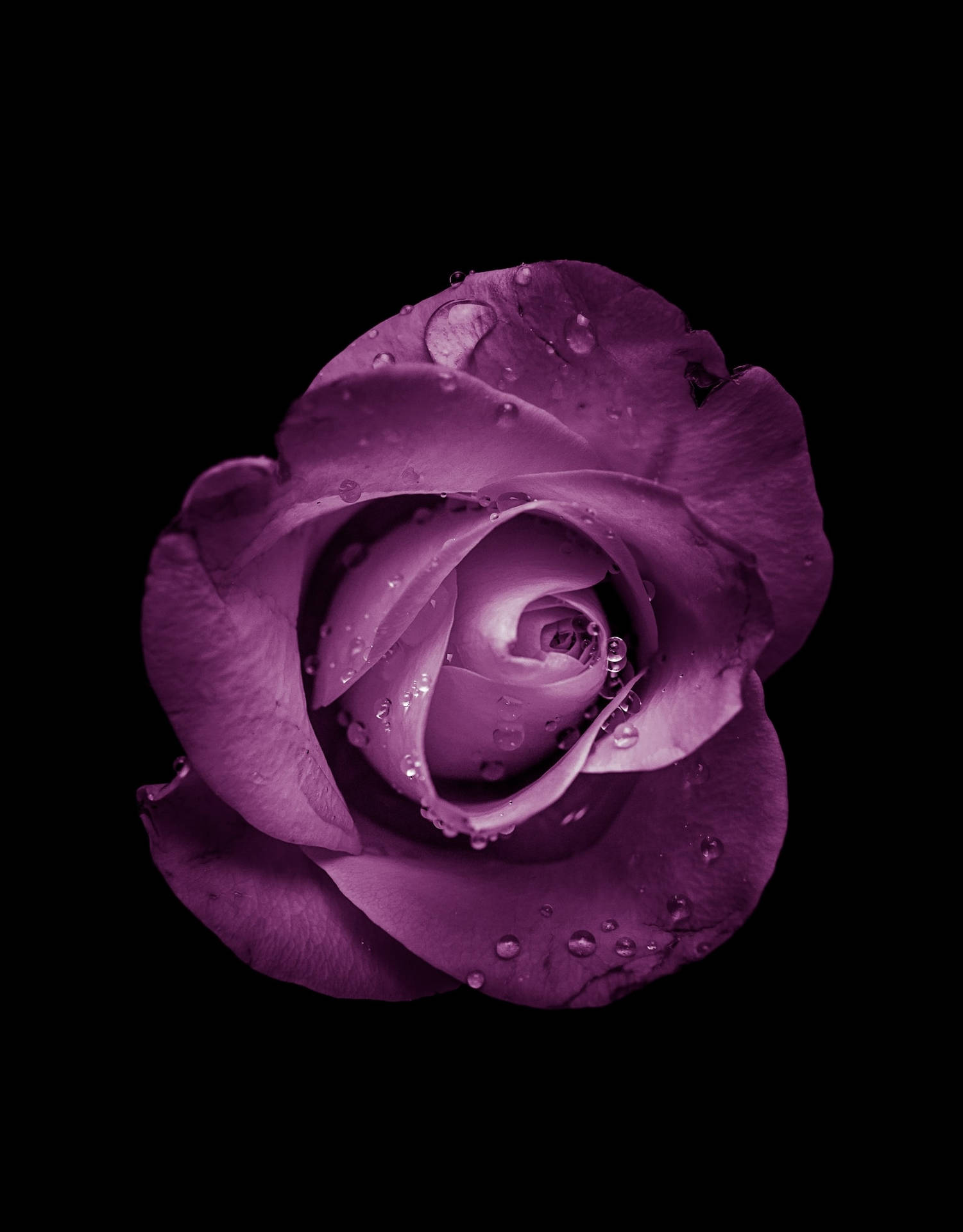 Breathtaking Shot Of A Rare Purple Rose Wallpaper