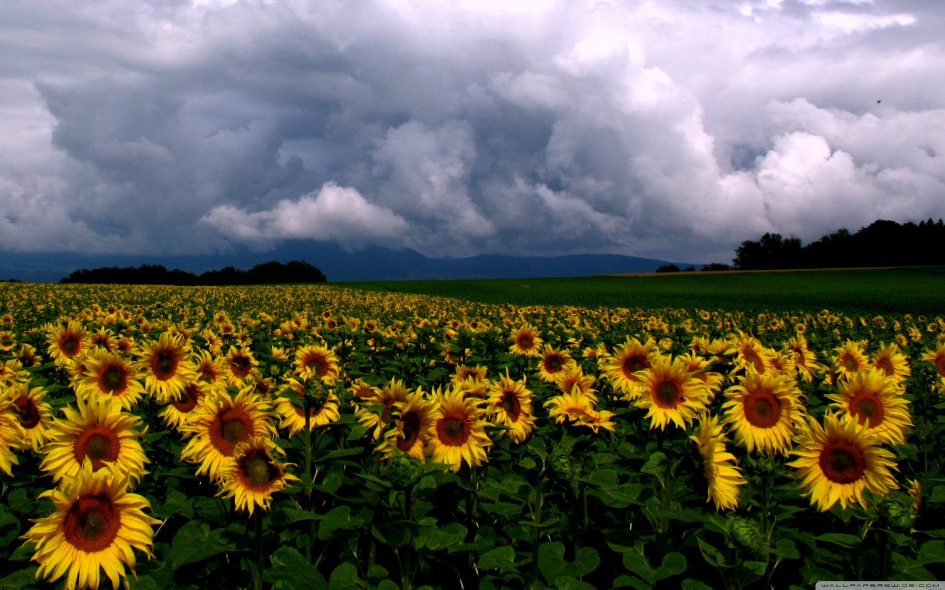 Breathtaking Sunflower Field At Sunset Wallpaper