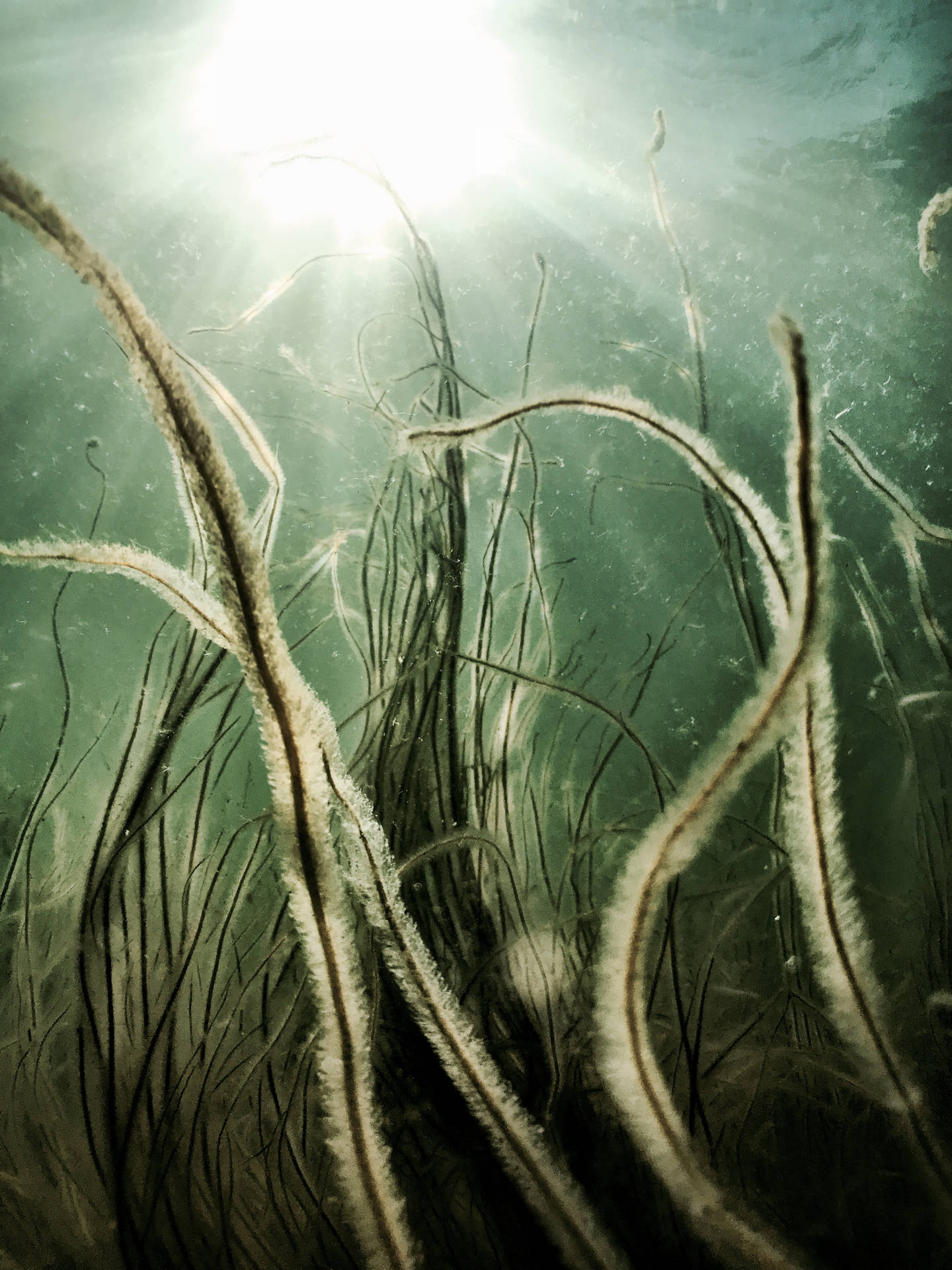 Atemberaubendenahaufnahme Einer Unterwasserseegraspflanze Wallpaper