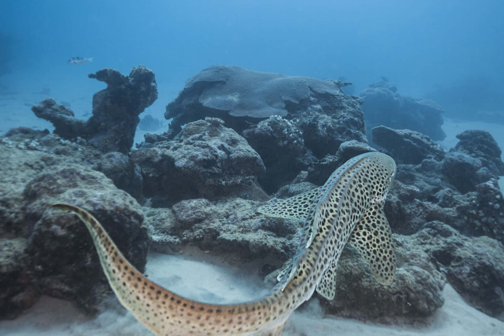 Breathtaking View Of A Zebra Shark Swimming Underwater Wallpaper