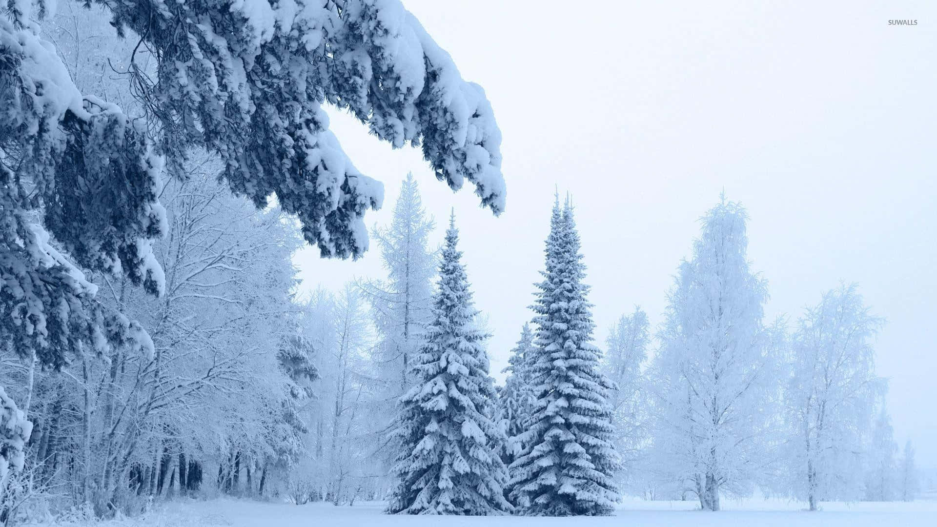 Breathtaking View Of Thick Snow On Trees Wallpaper