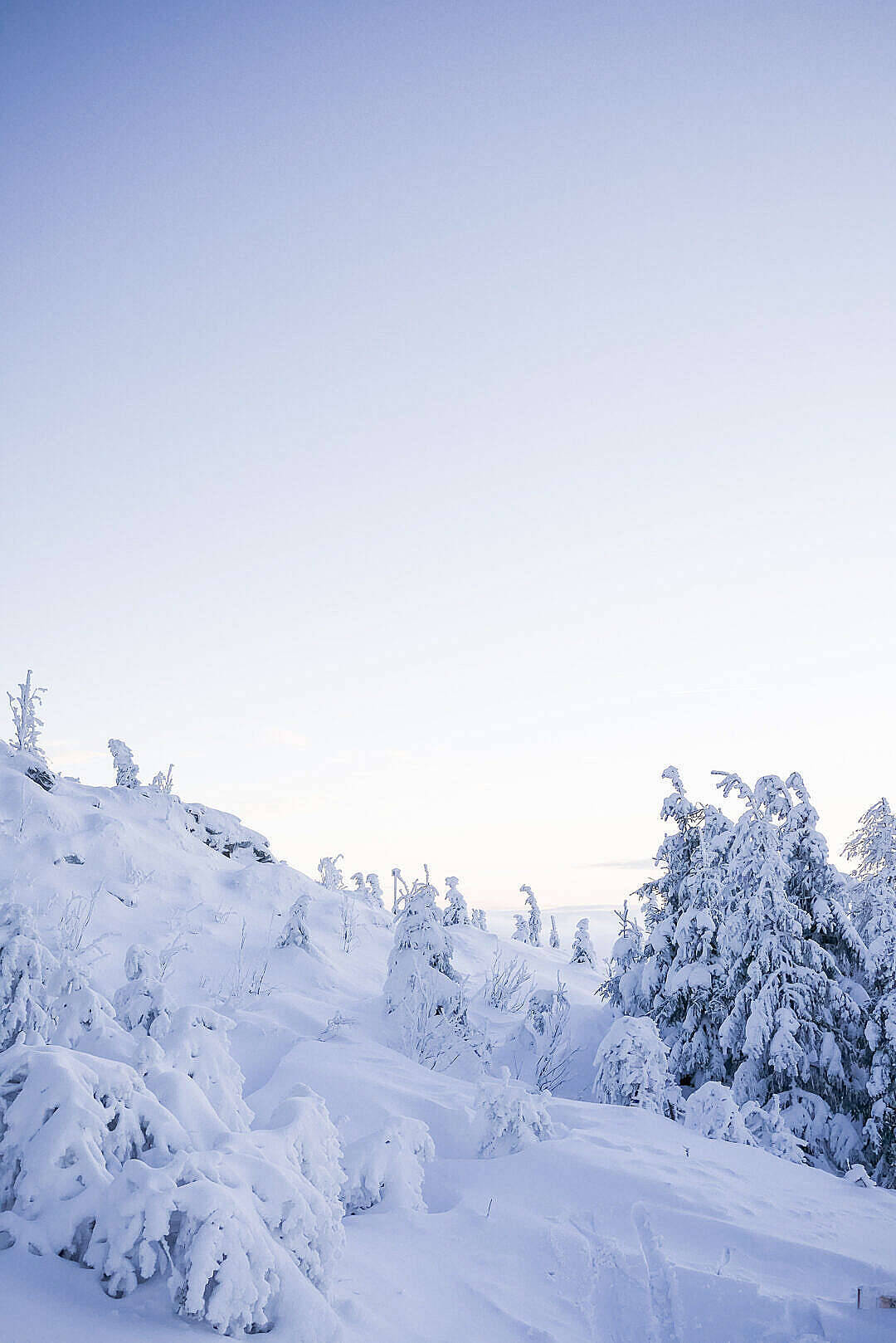 Overvældende vinter sne skov iPhone tapet Wallpaper
