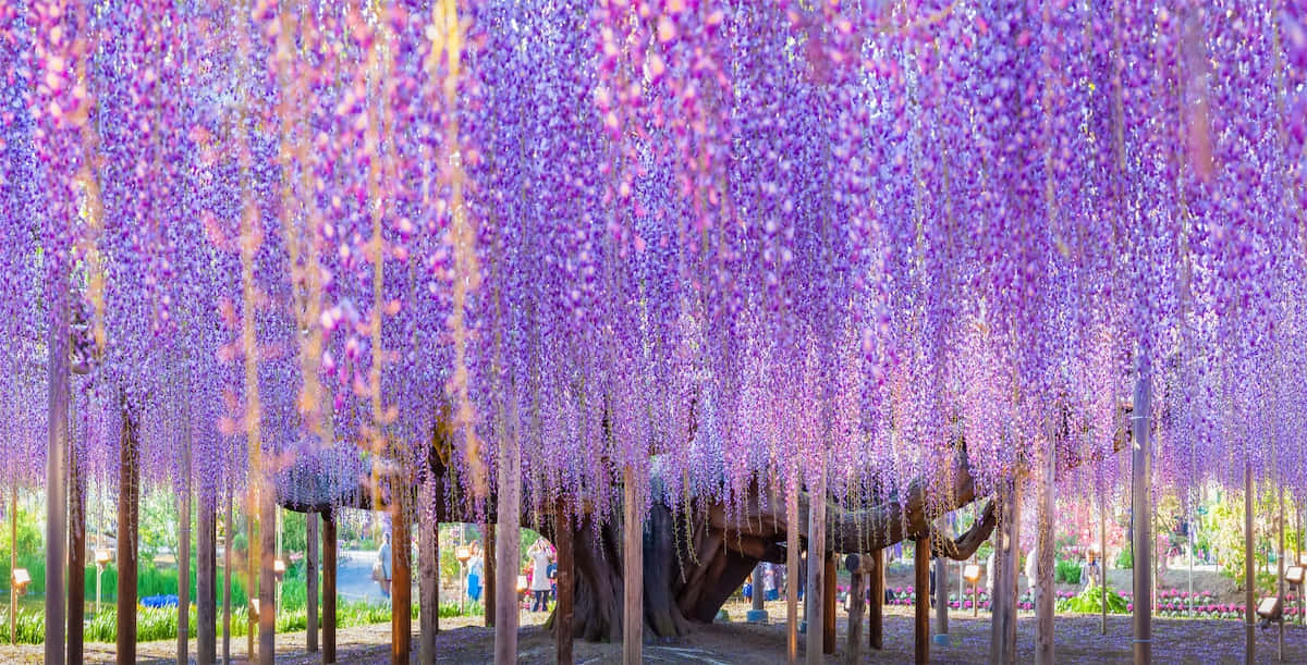 Adembenemend Wisteria Tunnel Panorama Achtergrond