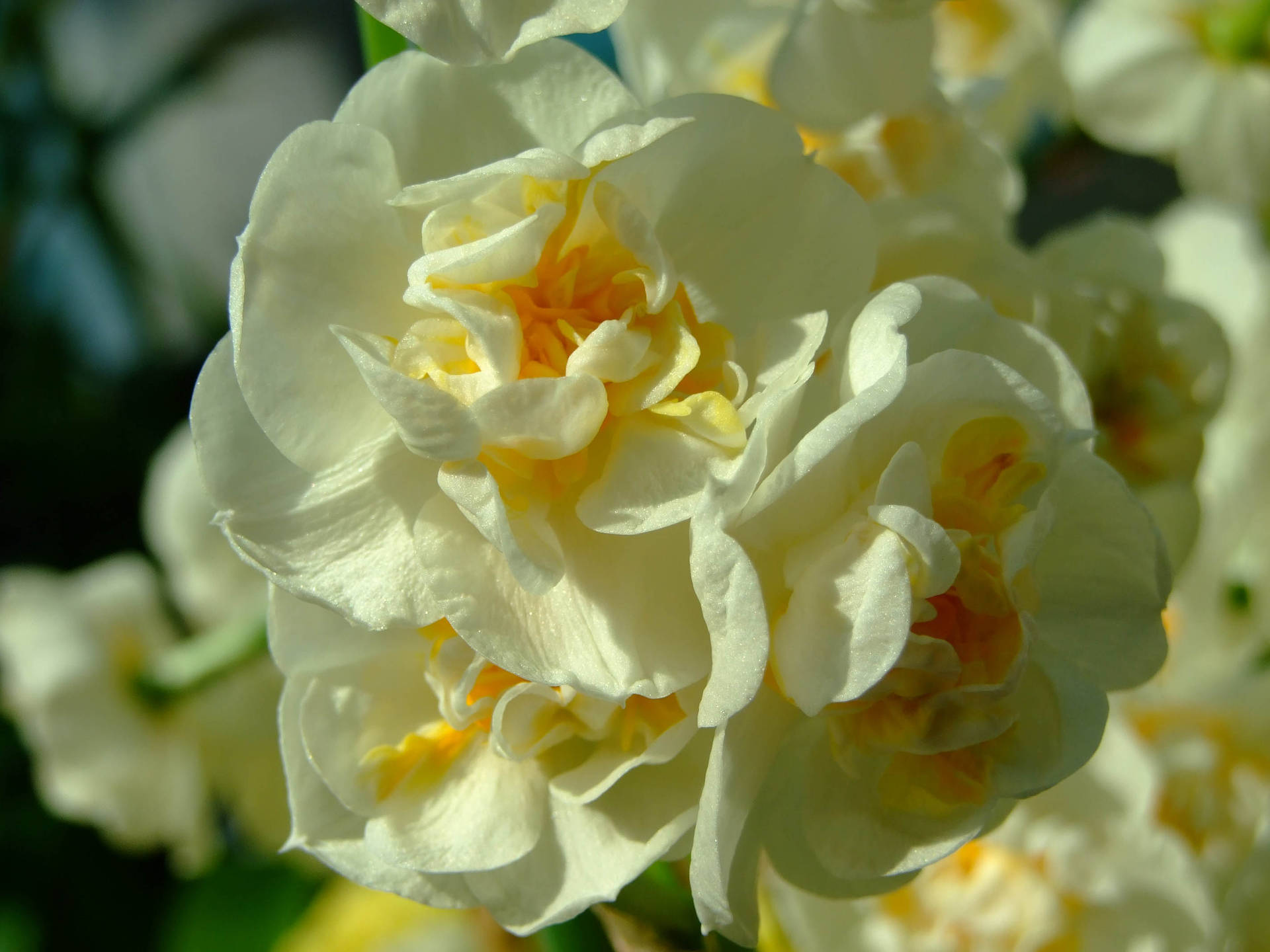 Bridal Crown Narcissus Flowers Wallpaper