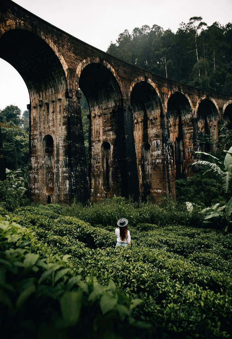 Vistade Un Puente Colgante