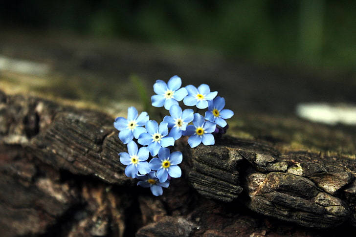 Bright And Beautiful Field Of Forget-me-not Flowers Wallpaper