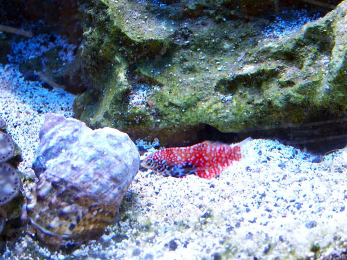 Bright And Colorful Pistol Shrimp In Its Natural Habitat Wallpaper