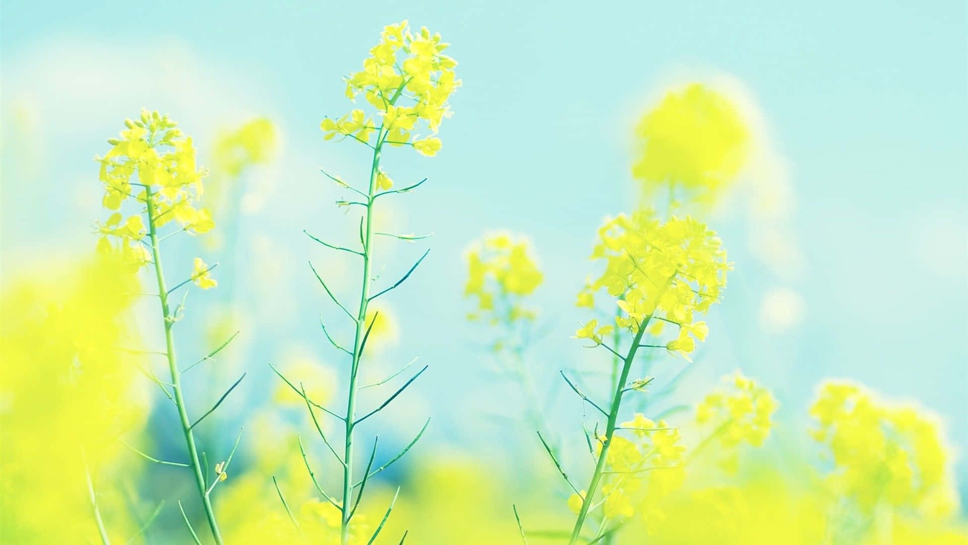 Bright Background Of Yellow Canola Flowers Background