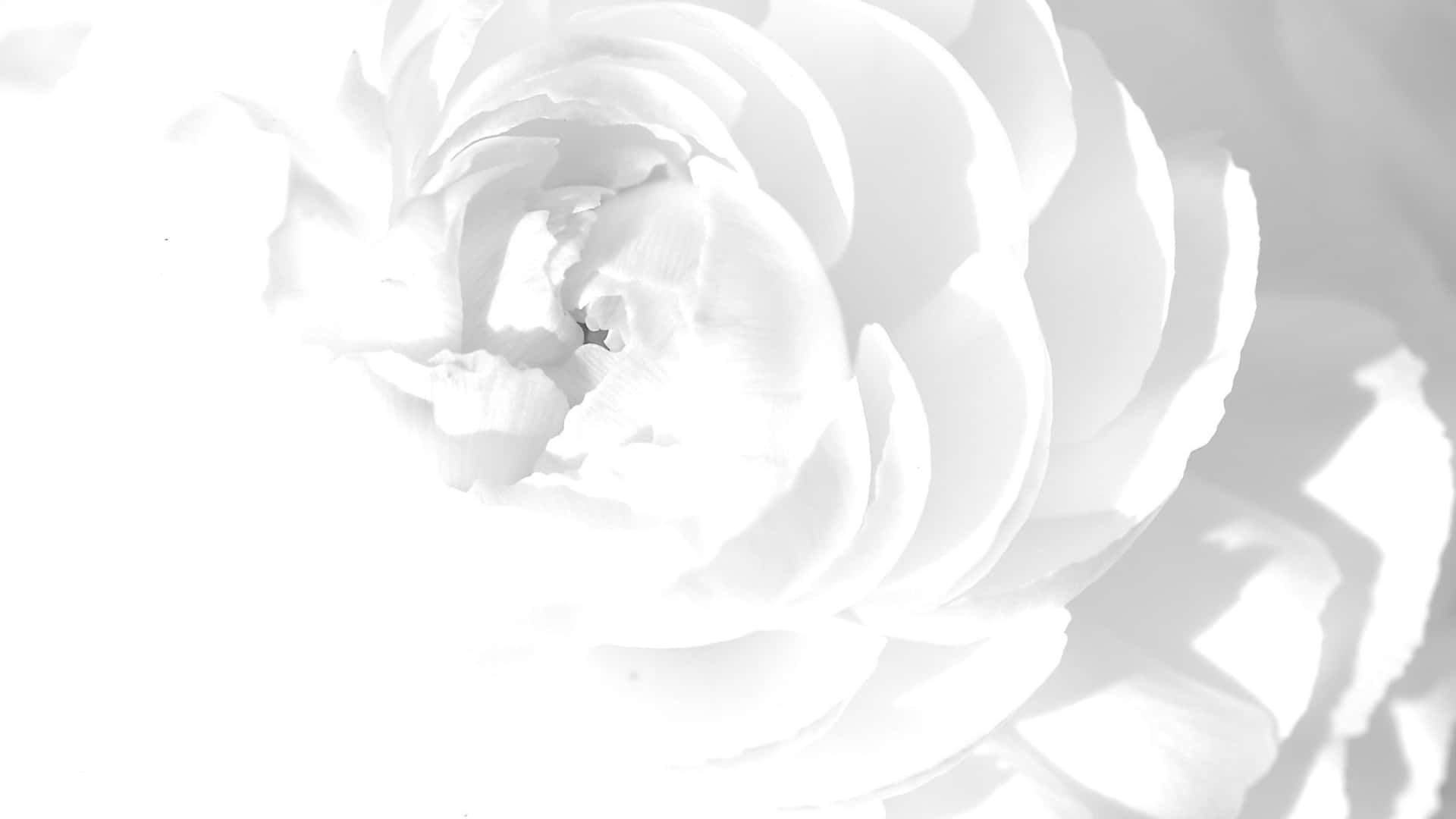 Fondobrillante De Una Flor De Rosa Blanca