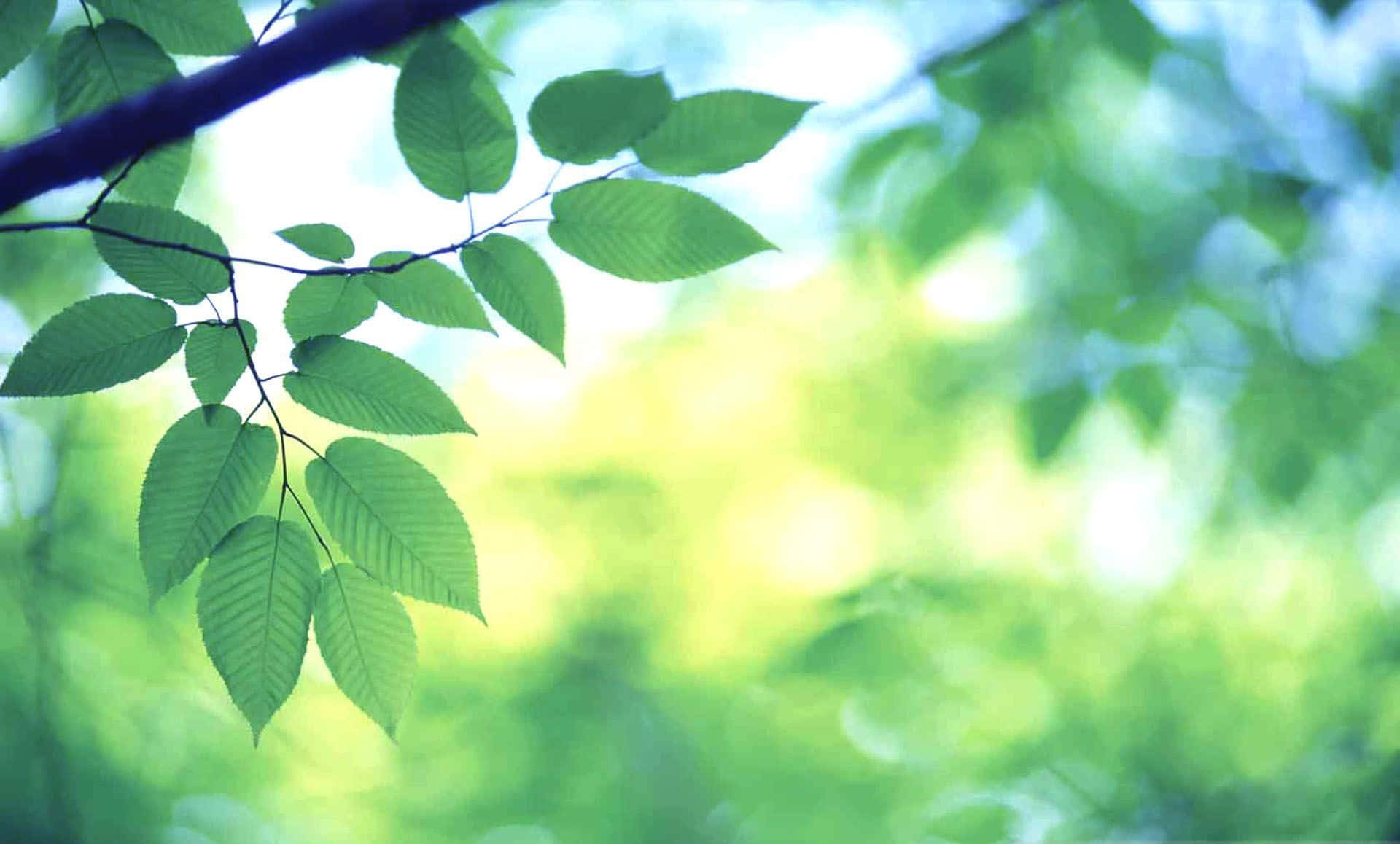 Bright Background Of Green Aesthetic Leaves Background