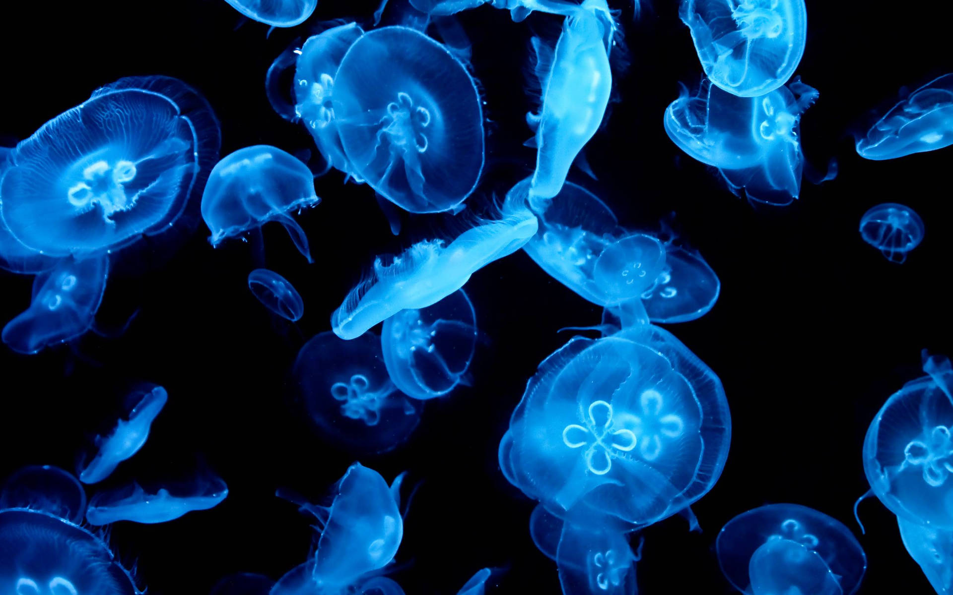 Bright Blue Jellyfish Wallpaper