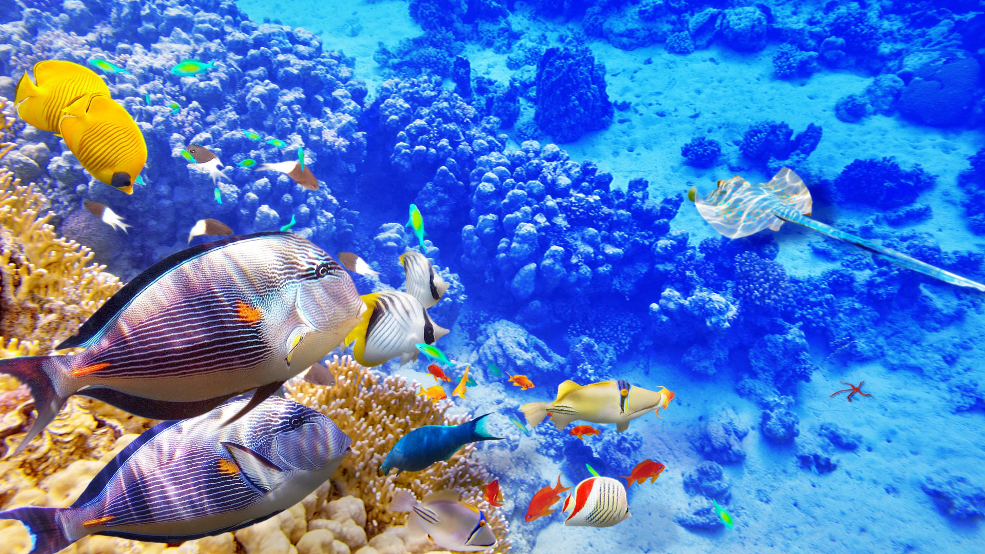 Lyseblå tropiske fisk svømmer over væggen Wallpaper