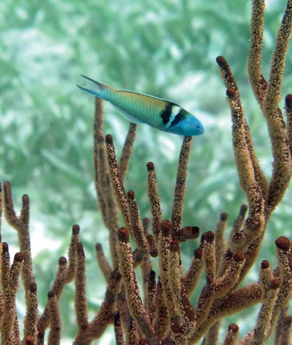 Bright Blue Wrasse Swimming Along A Coral Reef Wallpaper