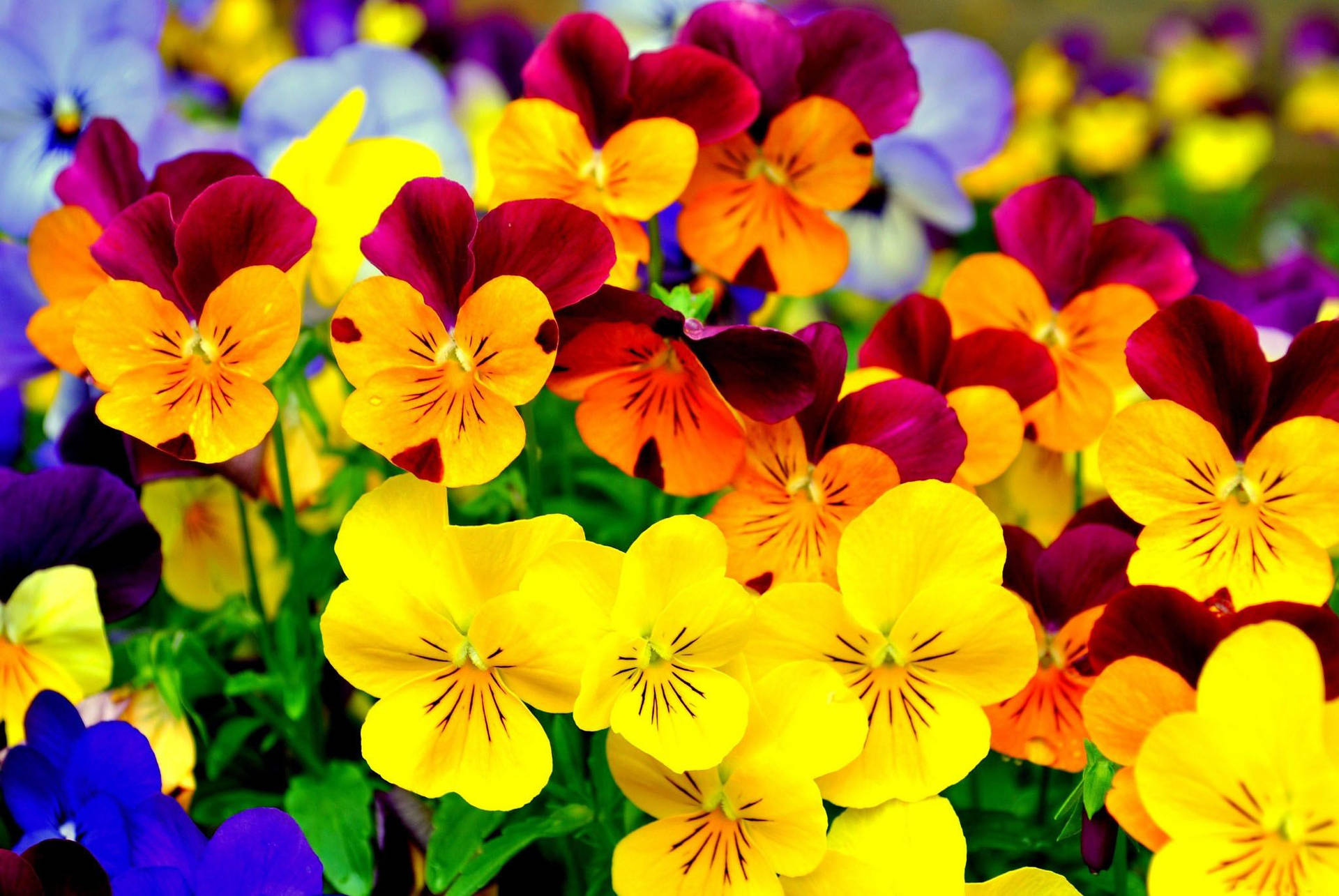 Bright Colors Pansy Garden Wallpaper