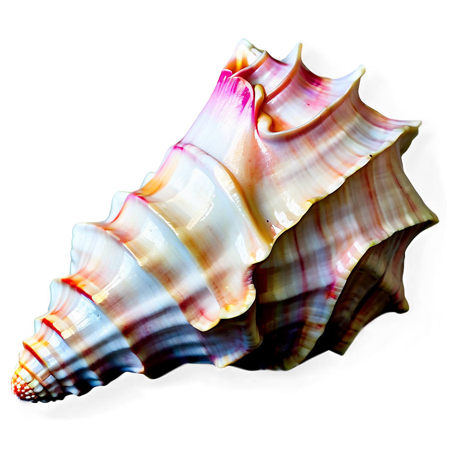 Bright Conch Shell Png 44 PNG