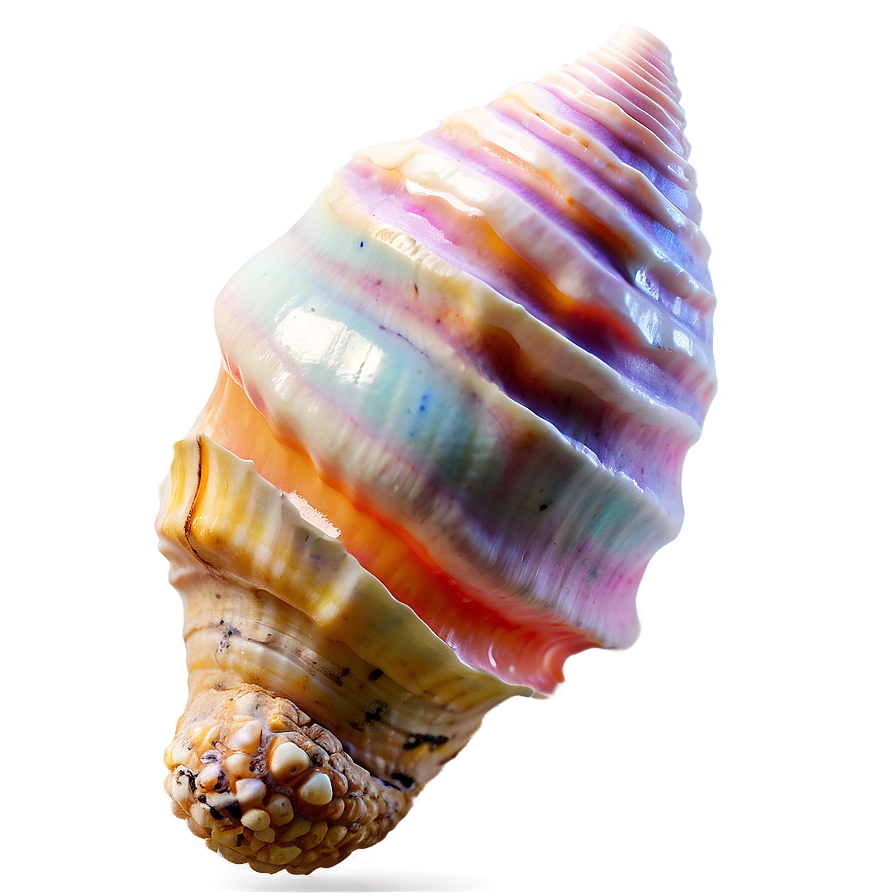 Bright Conch Shell Png Ilj PNG