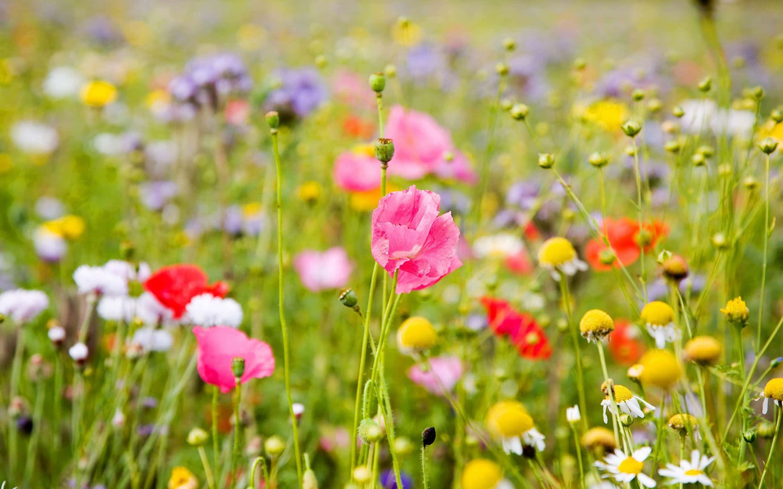 Bright Day In A Blooming Flower Field Wallpaper