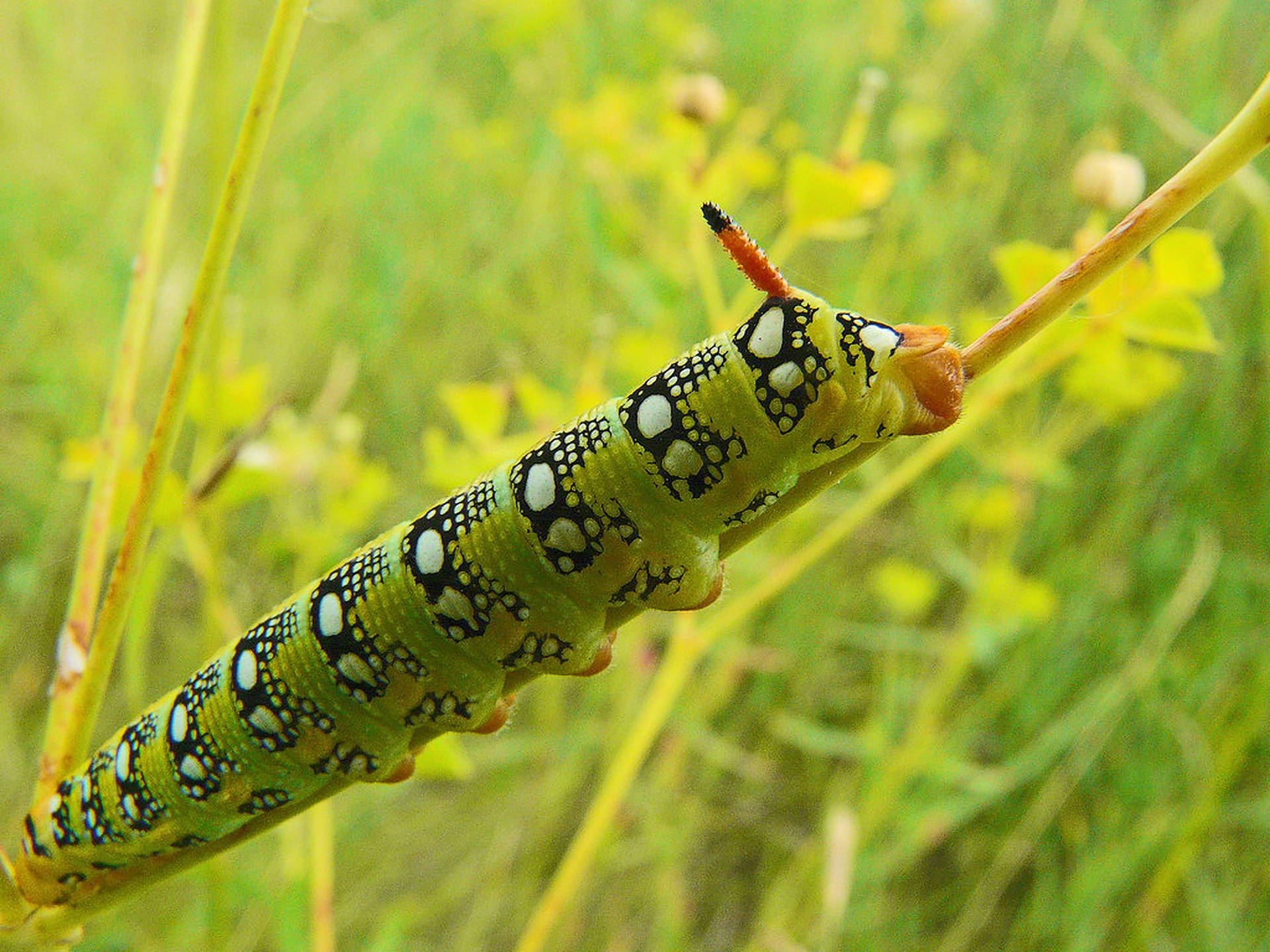 Bright Green Caterpillar Insect Wallpaper