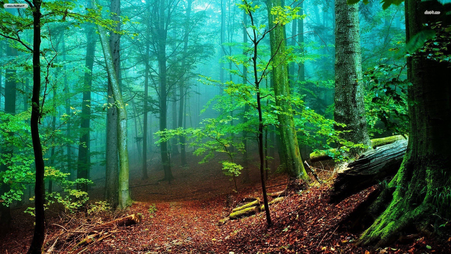 Foresta Nebbiosa Verde Brillante Sfondo