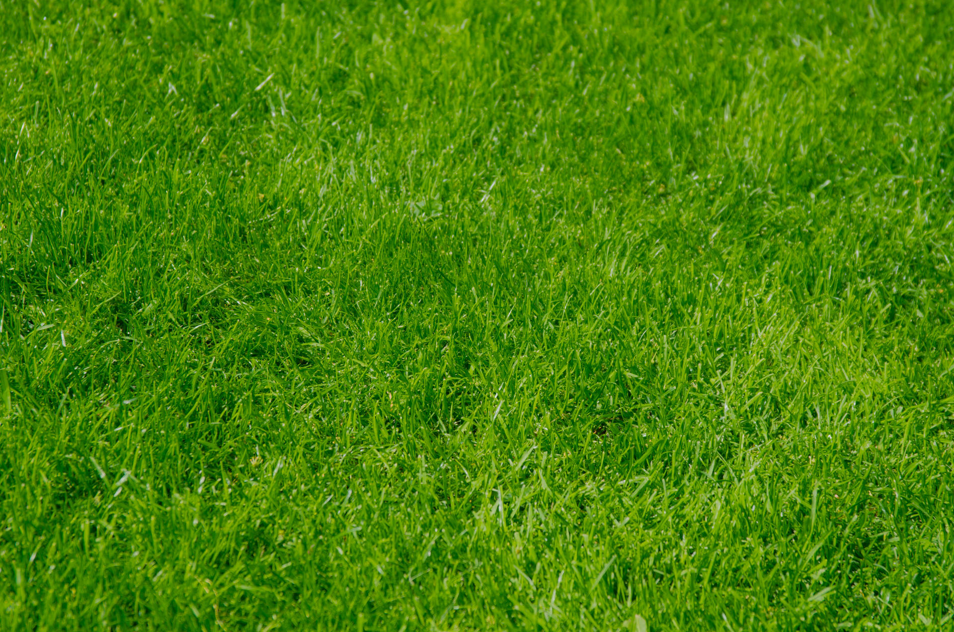 A beautiful, lush lawn of grass Wallpaper
