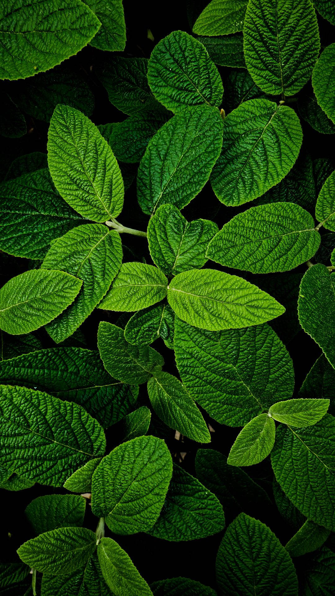 Ljusgrönablad Och Växter I Makrofotografering. Wallpaper