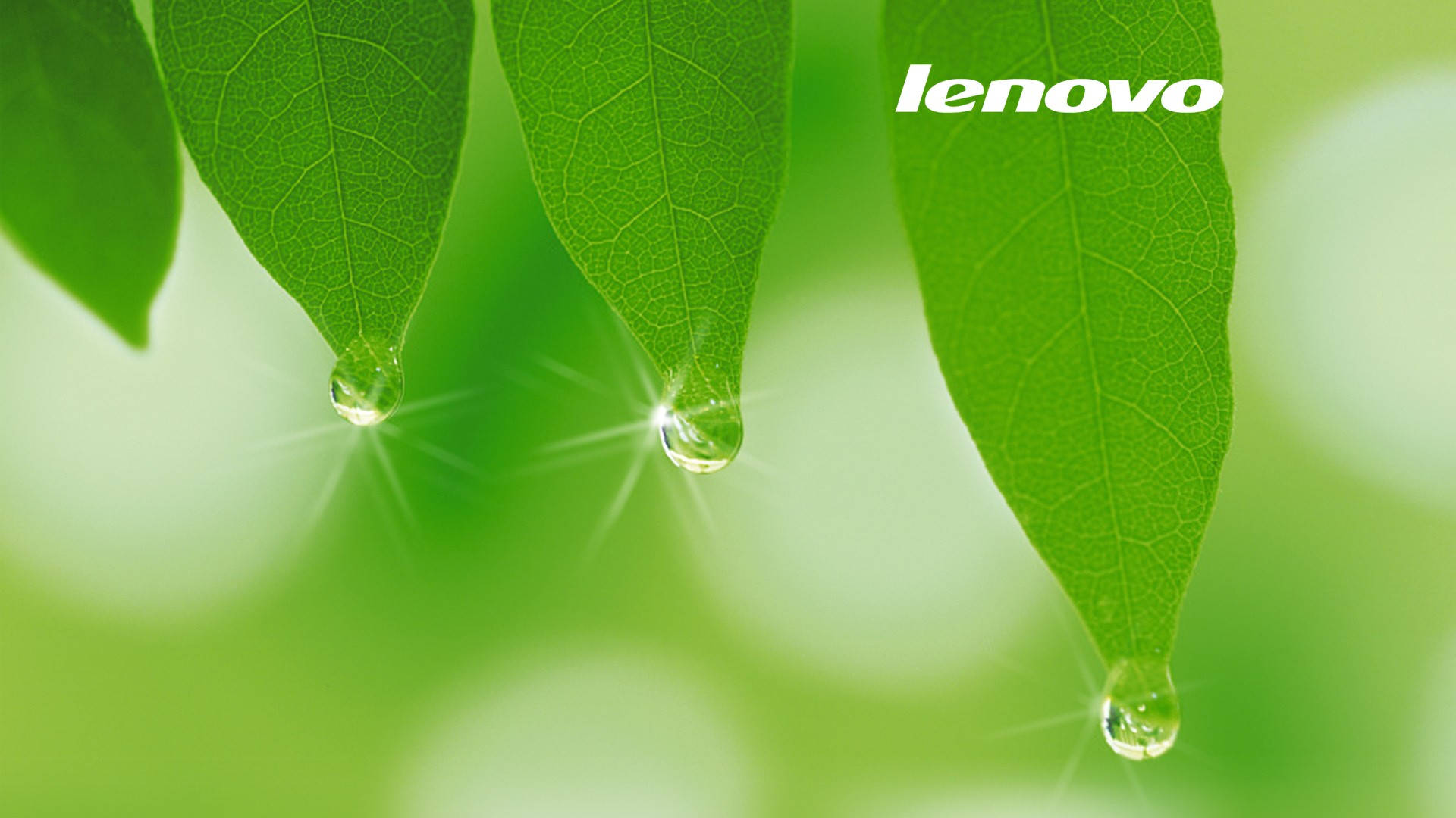 Papel De Parede Oficial Da Lenovo Com Folhas Verdes Brilhantes Para Pc Ou Celular. Papel de Parede