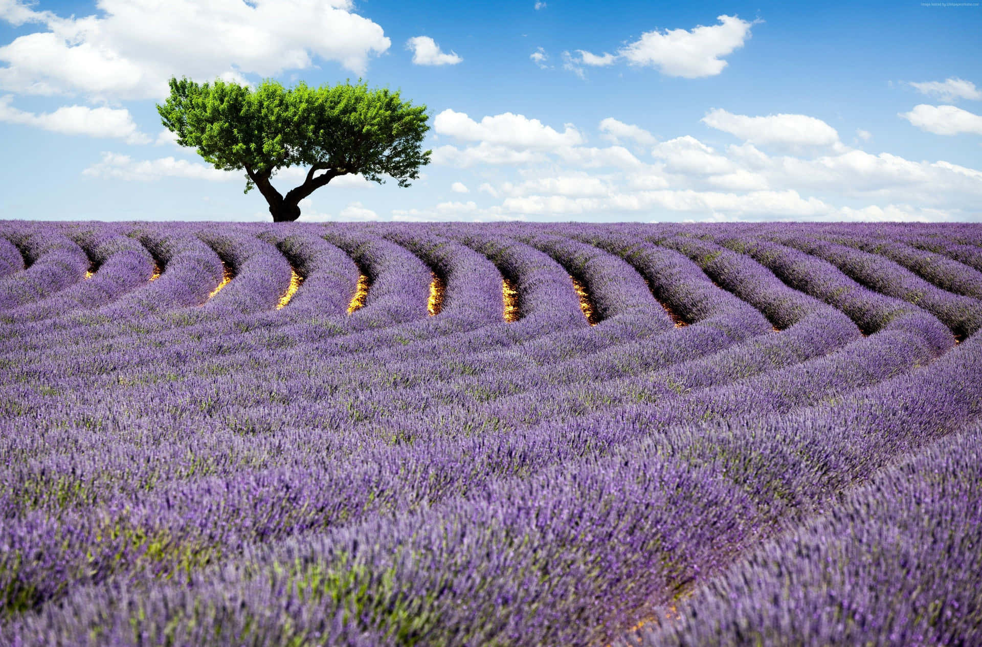 Bright Lavender Field Landscape Wallpaper