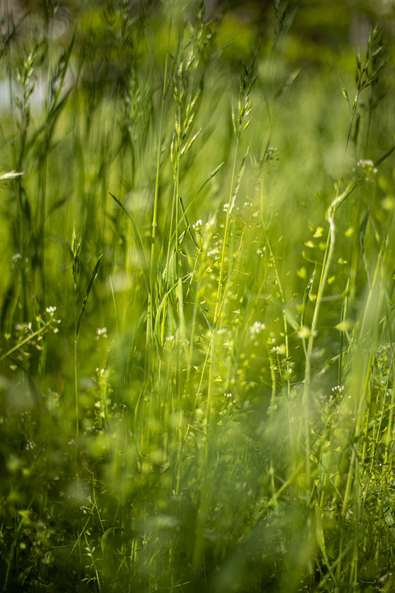 Bright Lush Grass Landscape