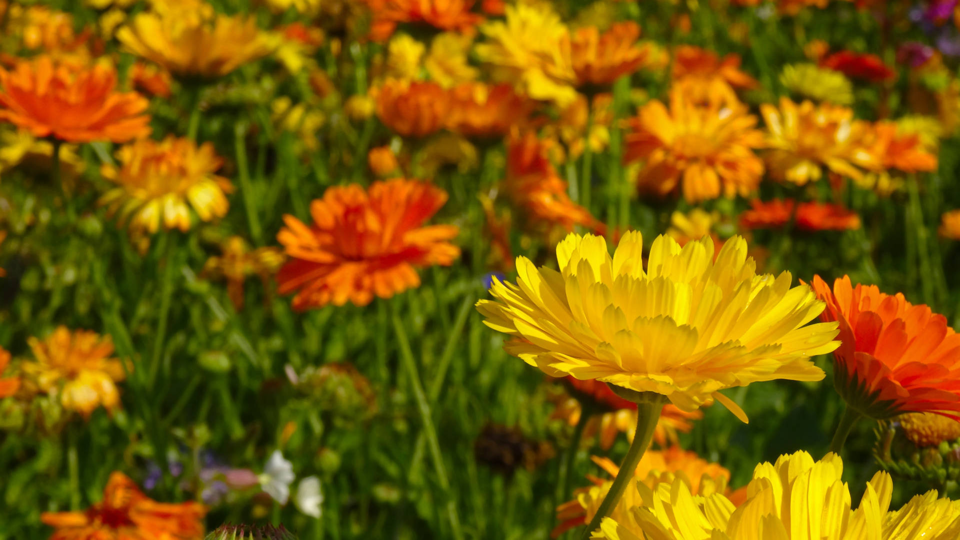 Bright Marigold Flower Field Wallpaper