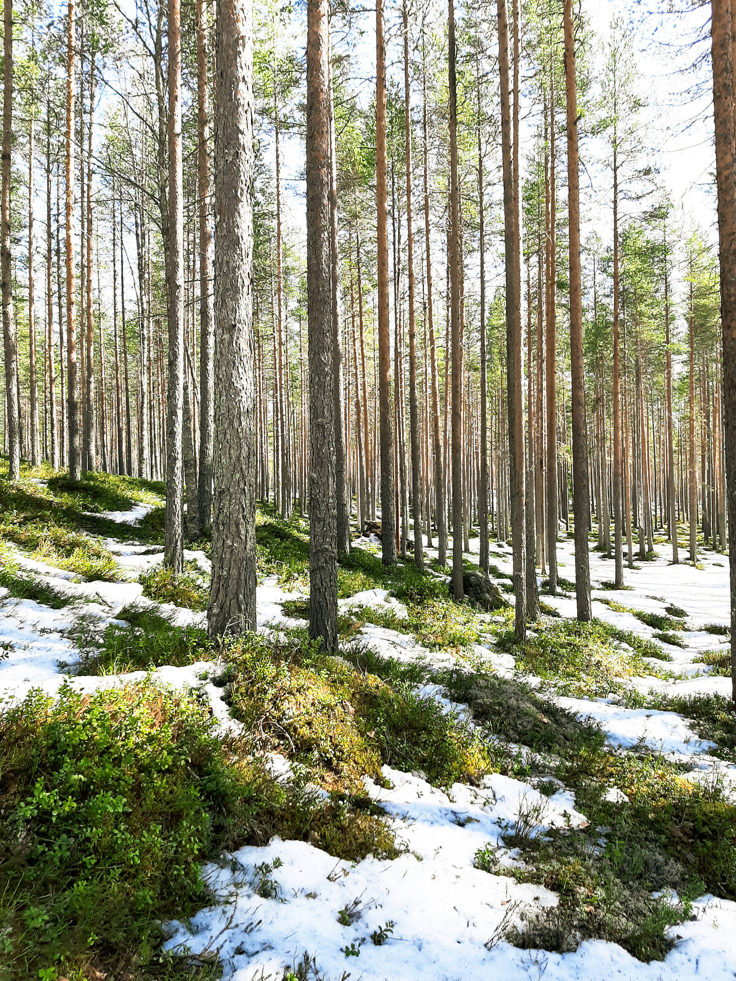 Lys nordisk skov med sne Wallpaper
