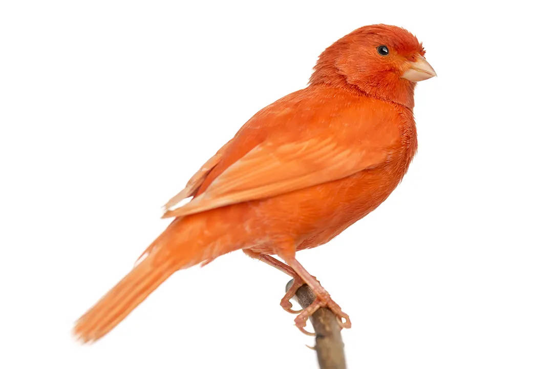 Lys Orange Kanariefugler Flyve Nu imod en Magenta Himmel Wallpaper