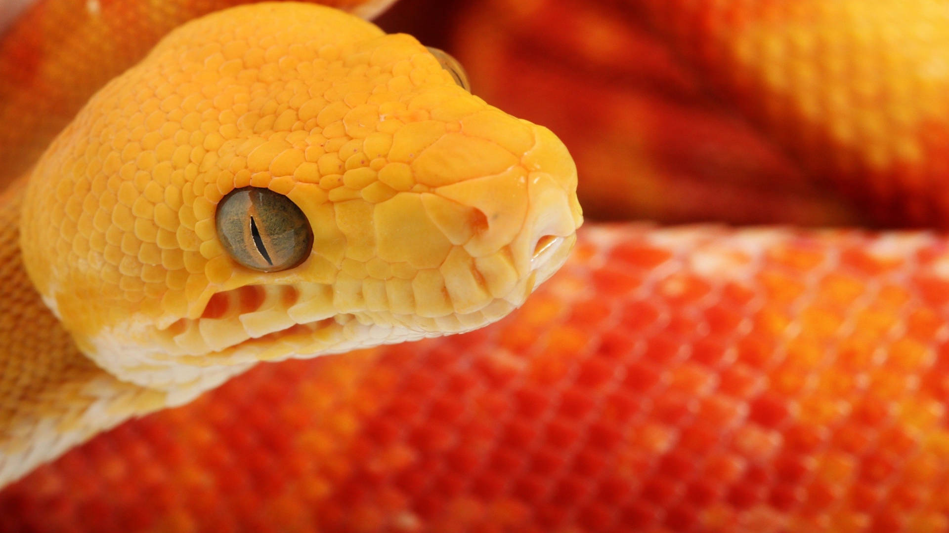 Bright Orange Corn Snake Wallpaper