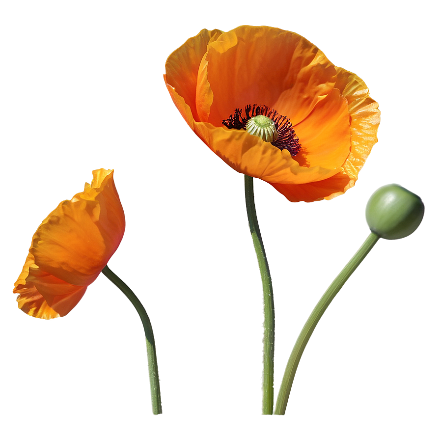 Bright Orange Poppy Png 06122024 PNG