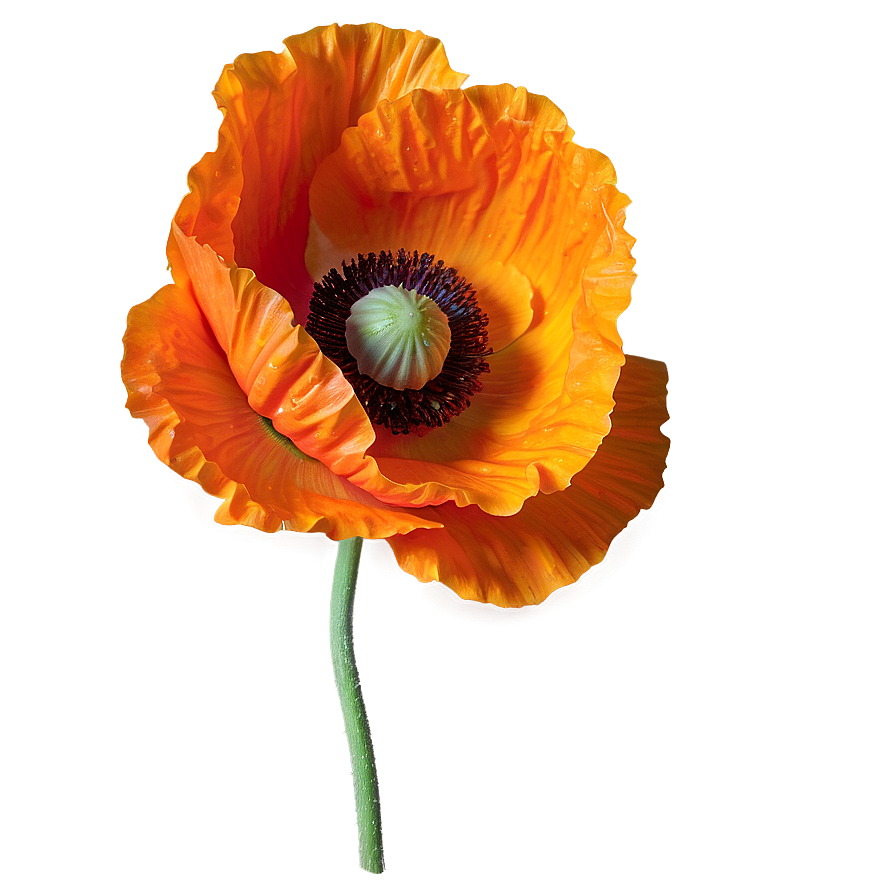 Bright Orange Poppy Png 76 PNG