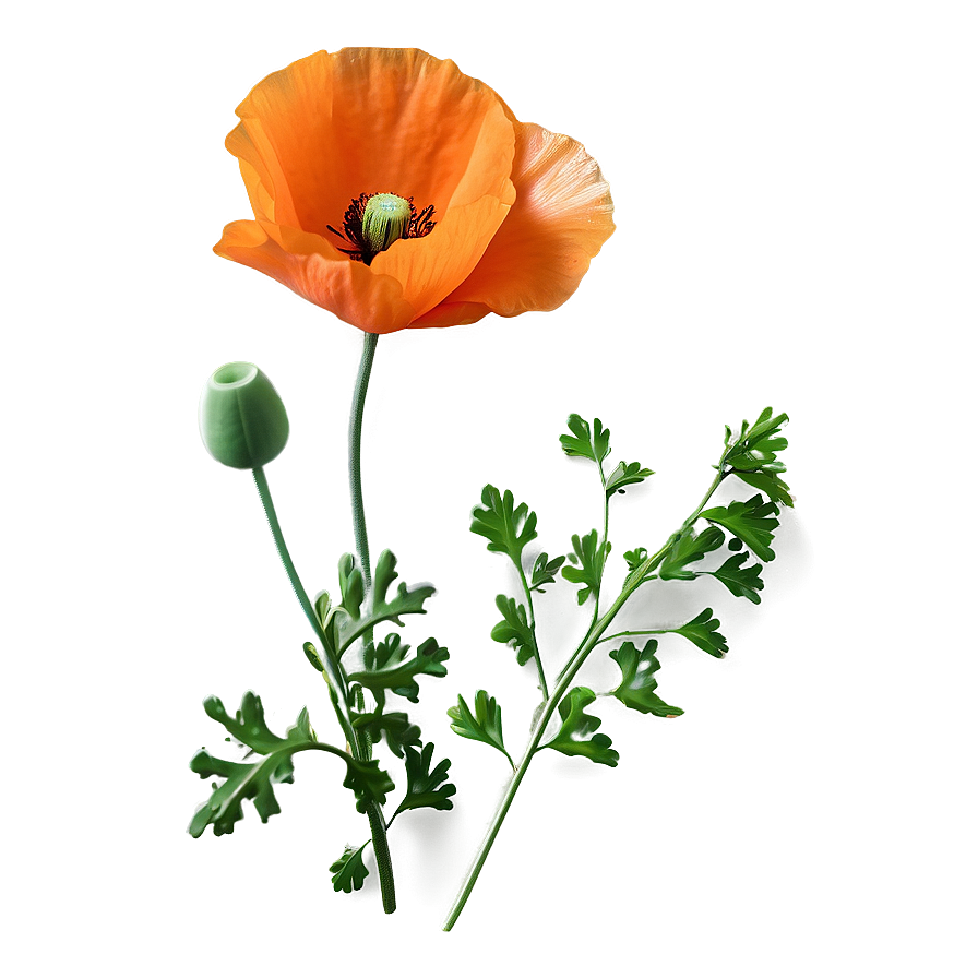 Bright Orange Poppy Png Uyi PNG